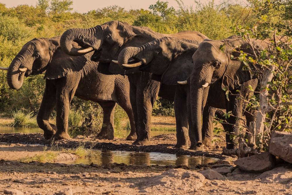 Victoria Falls Safari Club Ngoại thất bức ảnh